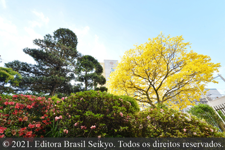 Que venha a primavera de vitórias!