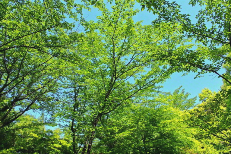 Foto recente tirada por Ikeda sensei em Tóquio