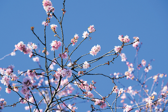 Cerejeiras de outubro florescem com pétalas brancas e rosa-claro em frente ao Centro Hoko Soka. O aspecto das flores desabrocharem dignamente, apesar do vento frio, é semelhante à aparência dos amigos Soka que seguem em frente com um espírito indomável