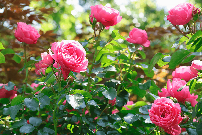 Presidente Ikeda fotografa rosas no Japão