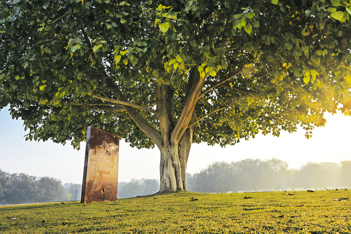Este ano marca o décimo ano desde que o monumento de pedra do “Kosen-rufu do Oriente” e outros itens foram removidos e transportados para o Parque Soka da Árvore Bodhi. A árvore bodhi comemorativa plantada naquela época já se mostra bela e frondosa