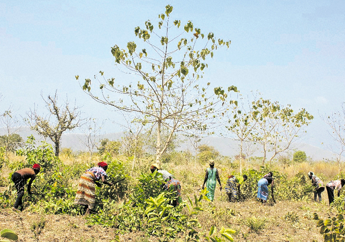 Reflorestamento em Togo, África