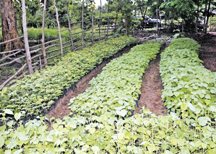 Plantas cultivadas em um viveiro na Vila de Pagara-gare